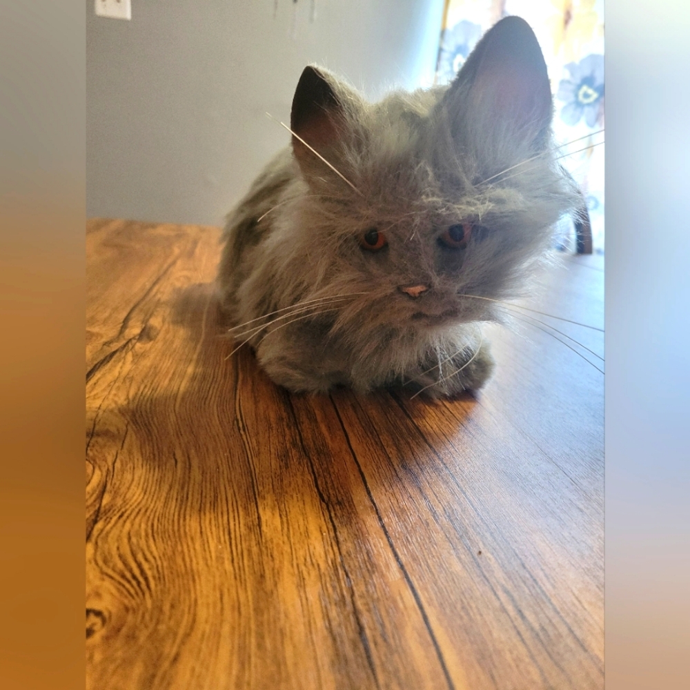 Furreal Friends Gray Kitty Cat Warrior Works Moves Meows